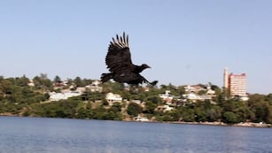 A mirar el cielo: Villa Carlos Paz se suma al gran día mundial de observación de aves