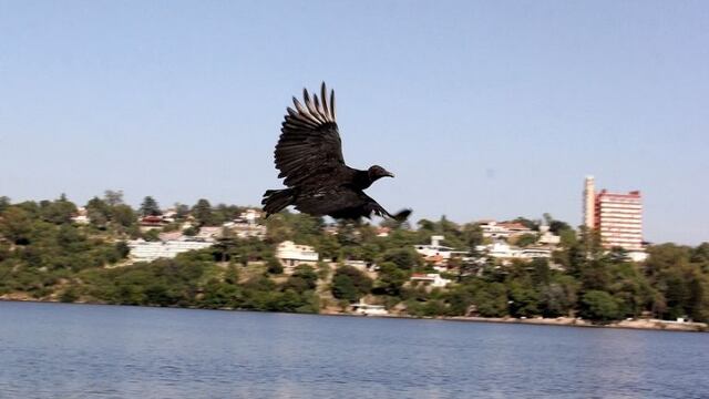 A mirar el cielo: Villa Carlos Paz se suma al gran día mundial de observación de aves