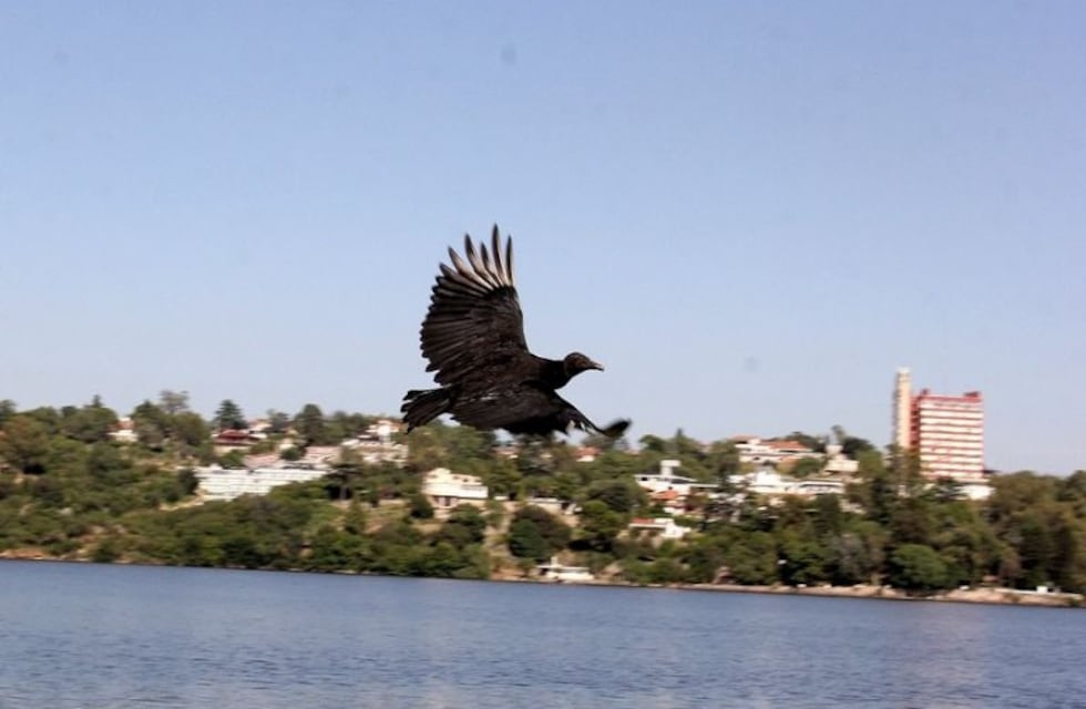 A mirar el cielo: Villa Carlos Paz se suma al gran día mundial de observación de aves