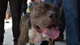 Una niña mendocina fue brutalmente atacada por un pitbull y está internada con lesiones graves (imagen ilustrativa)