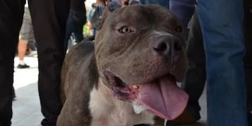Pitbull