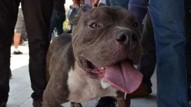 Una niña mendocina fue brutalmente atacada por un pitbull y está internada con lesiones graves (imagen ilustrativa)
