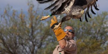 La majestuosa águila coronada liberada en Mendoza se llama Rainbow Warrior. Su especie está en peligro de extinción.