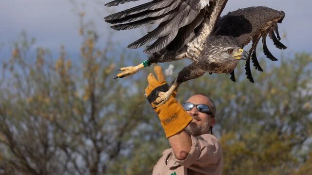 La majestuosa águila coronada liberada en Mendoza se llama Rainbow Warrior. Su especie está en peligro de extinción.