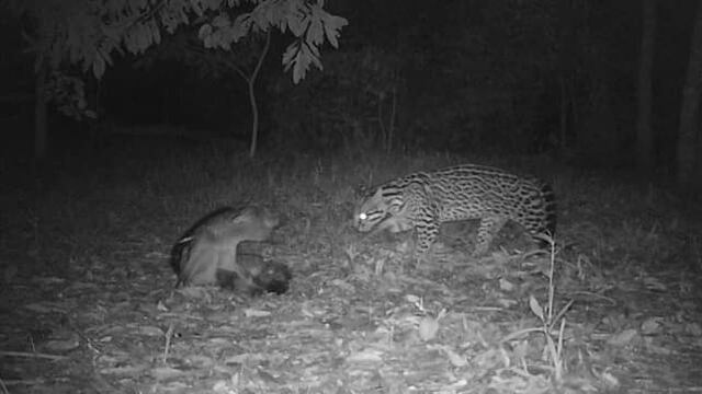 Cámara trampa registro imágenes de animales en el Parque Provincial Puerto Península