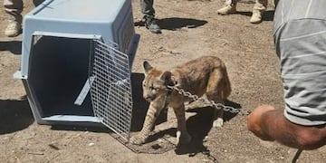 Cachorro de Puma rescatado y rehabilitado en La Cumbre