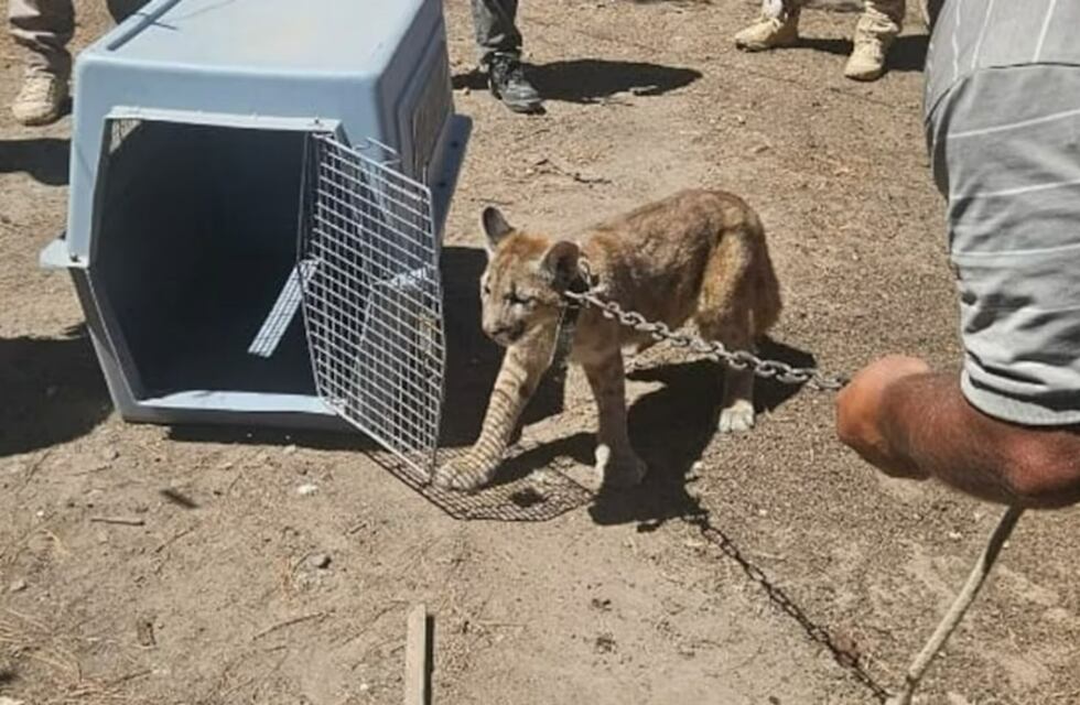 Una cachorrita de puma fue rescatada y se encuentra en rehabilitación en La Cumbre