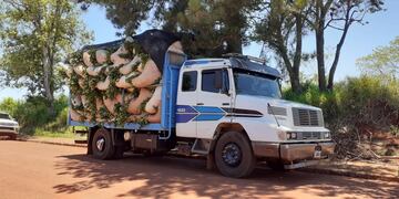 Colonia Victoria: secuestran un camión que transportaba 109 raídos de hoja verde de yerba mate
