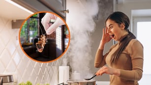 Cuál es el electrodoméstico que más cucarachas atrae y está en todas las cocinas