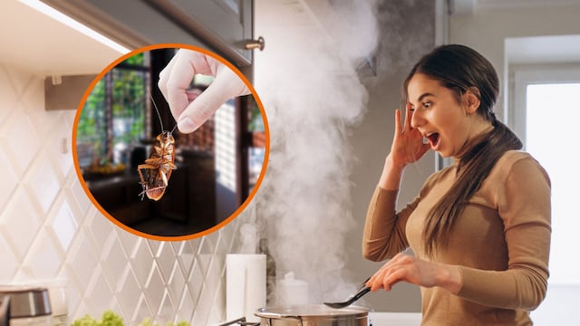 Cuál es el electrodoméstico que más cucarachas atrae y está en todas las cocinas