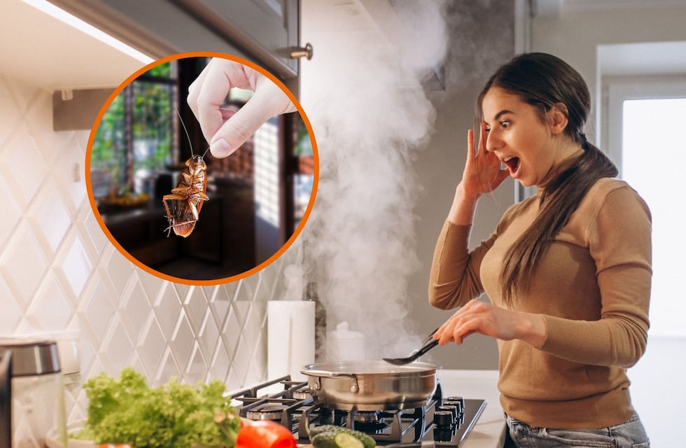 Cuál es el electrodoméstico que más cucarachas atrae y está en todas las cocinas