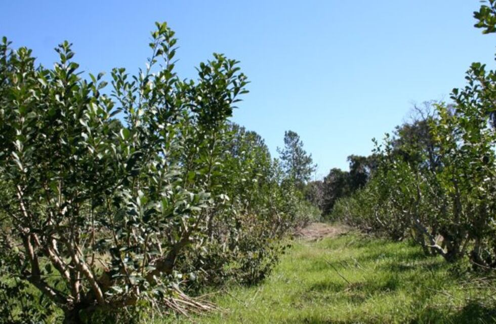 San Pedro: productores de yerba mate podrán solicitar turnos para registro de yerbales