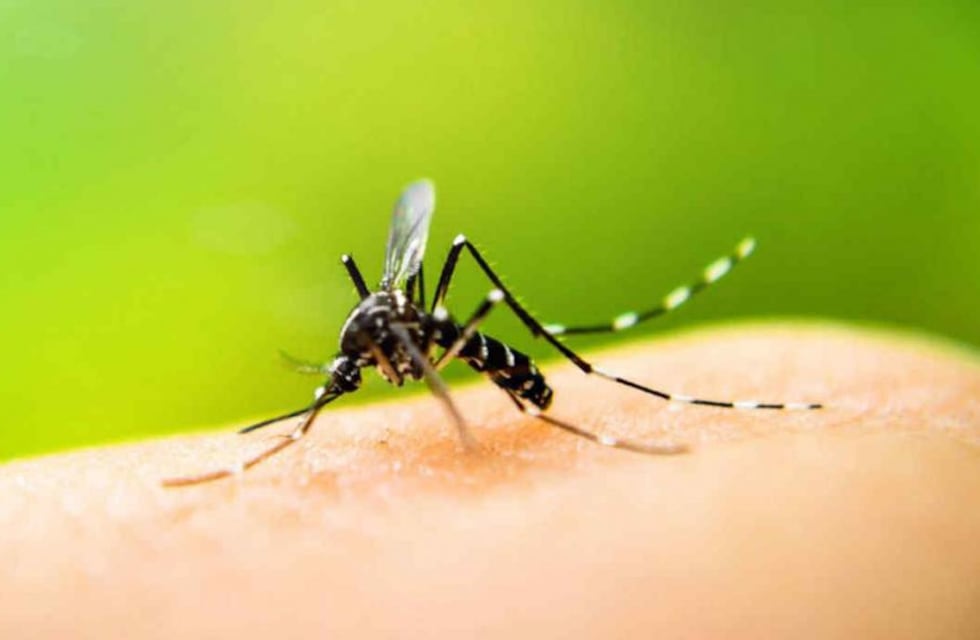 Vacunarán contra la Fiebre Amarilla