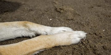 Posadas: denuncian maltrato animal por parte de un policía.