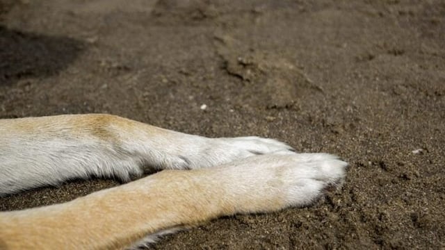 Posadas: denuncian maltrato animal por parte de un policía.