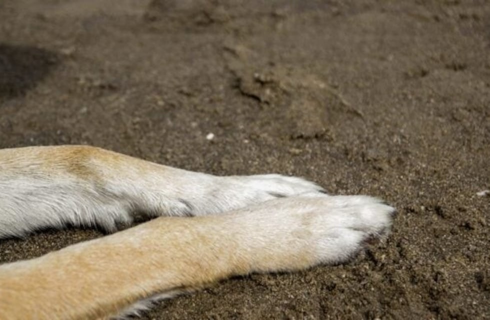 Posadas: denuncian maltrato animal por parte de un policía