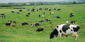 Vacas comiendo en parcelas de pasto en invierno