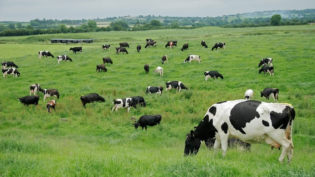 Vacas comiendo en parcelas de pasto en invierno