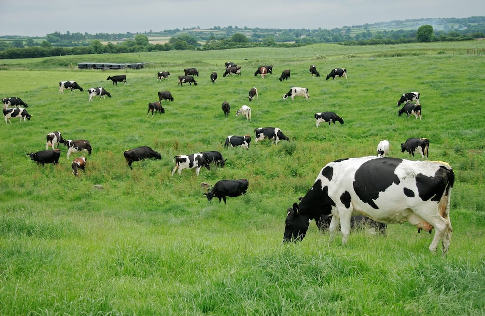 Cuanto consume una vaca