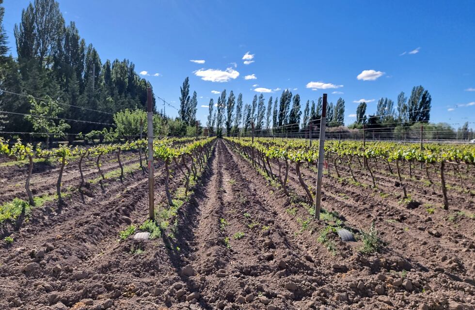 Industria del vino en Tandil: trabajan en mejoras para el sector