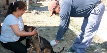 Vacunación antirrábica en San Salvador de Jujuy.