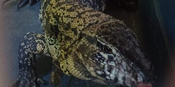 El lagarto obero. (Foto ilustrativa)