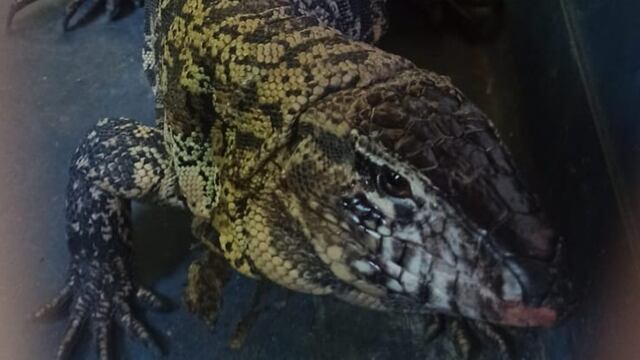 El lagarto obero. (Foto ilustrativa)