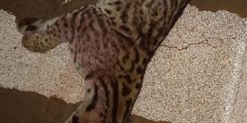Iguazú: otro ocelote fue atropellado y muerto en Puerto Península.