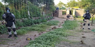 Plantación de marihuana en San Marco Sierras