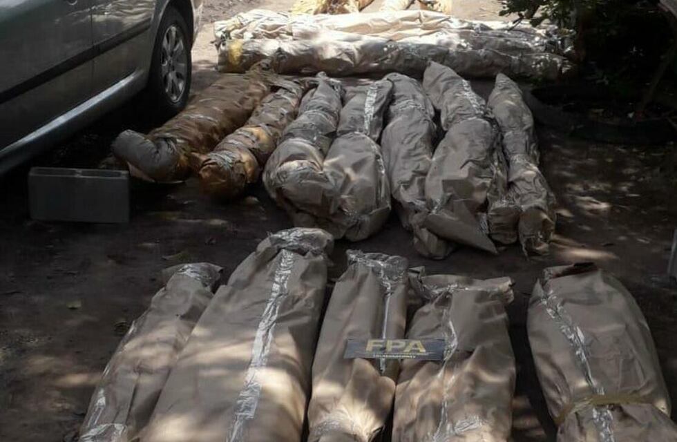 Córdoba: le encontraron un “vivero” de marihuana en el patio de su casa