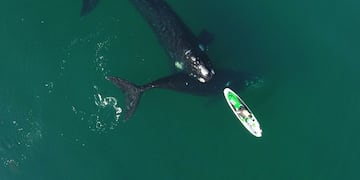 Una pareja quedó rodeada por unas ballenas en Puerto Madryn mientras hacía kayak.