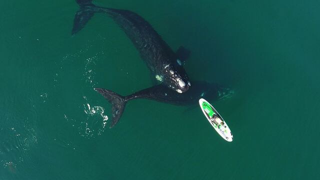 Una pareja quedó rodeada por unas ballenas en Puerto Madryn mientras hacía kayak.