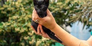 el equipo de la vacunación antirrábica continúa visitando distintos barrios de nuestra ciudad.