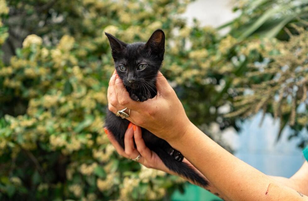 Nuevo cronograma del quirófano móvil y la vacunación antirrábica para animales