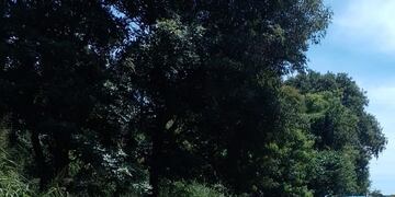 Atraparon a un robacables