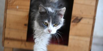 Aumentó el costo de mantenimiento de las mascotas. (La Voz / Archivo)