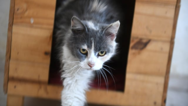 Aumentó el costo de mantenimiento de las mascotas. (La Voz / Archivo)