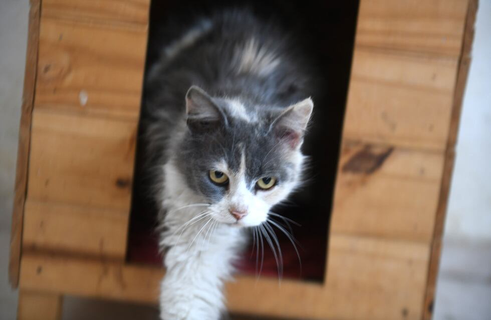 "Castraciones en tu barrio" estará en barrio Jardín