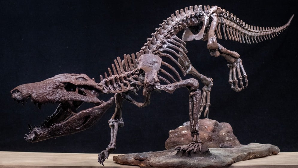 El esqueleto de Kostensuchus.