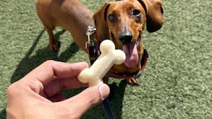 Una heladería ofrece postres para mascotas en Córdoba. (Foto: Web)