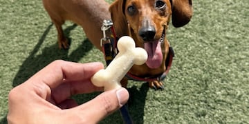 Una heladería ofrece postres para mascotas en Córdoba. (Foto: Web)