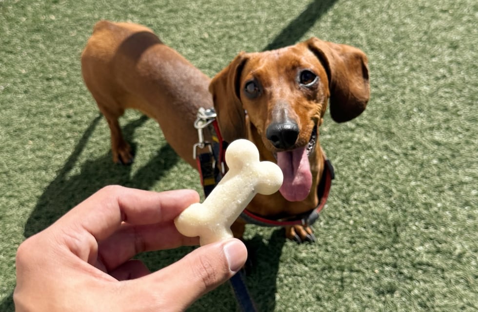 Una conocida cadena de heladerías se instaló en Córdoba con opciones para mascotas