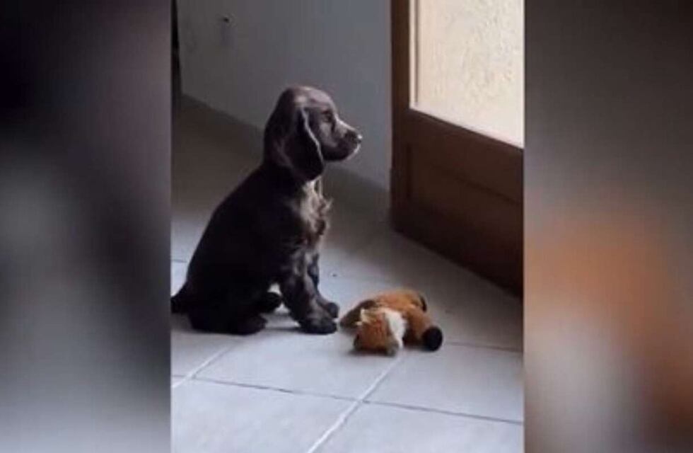 Video viral: la reacción de un perrito al creer que iba a pasear pero su humano lo engañó