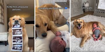 Amor incondicional: este Golden Retriever hizo llorar a todo TikTok con su conmovedora historia