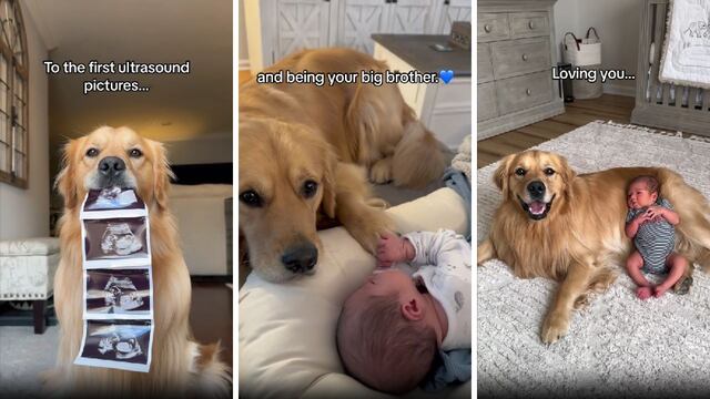 Amor incondicional: este Golden Retriever hizo llorar a todo TikTok con su conmovedora historia