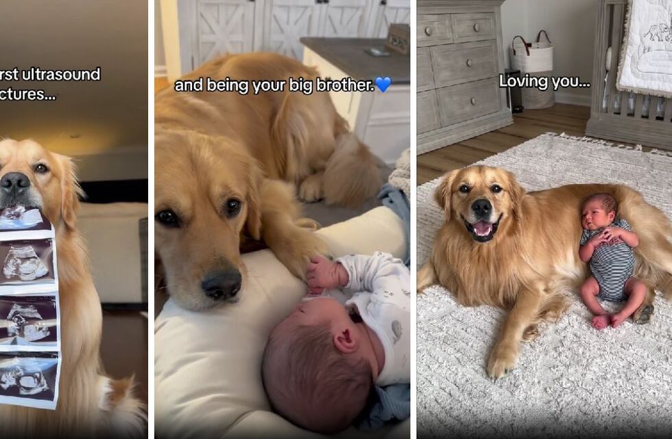 Amor incondicional: este Golden Retriever hizo llorar a todo TikTok con su conmovedora historia