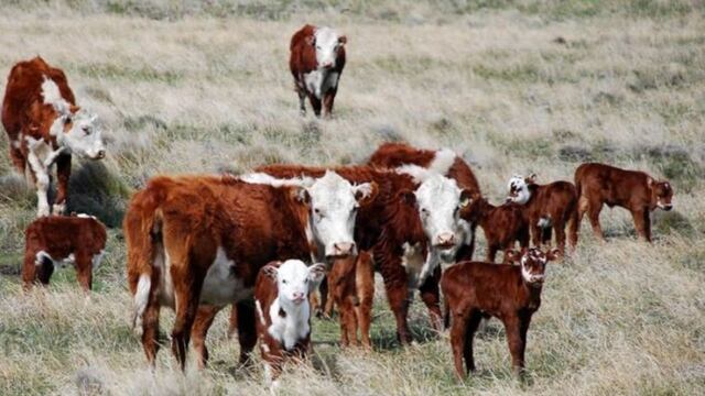 Declaran la emergencia agropecuaria en Mendoza por la sequía.