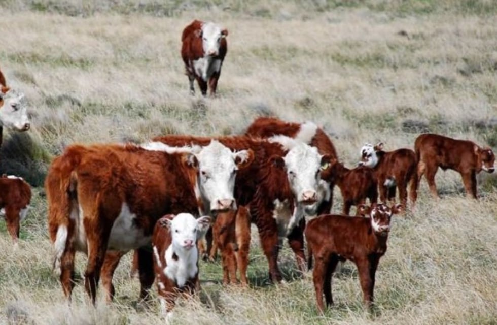 Declaran la emergencia agropecuaria en Mendoza por la sequía de verano