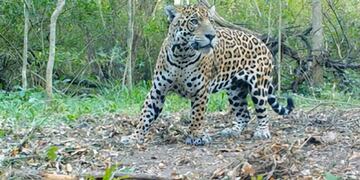 Desde que fue descubierto en el 2019, Qaramta nunca se había alejado tanto del Parque como en ésta ocasión.