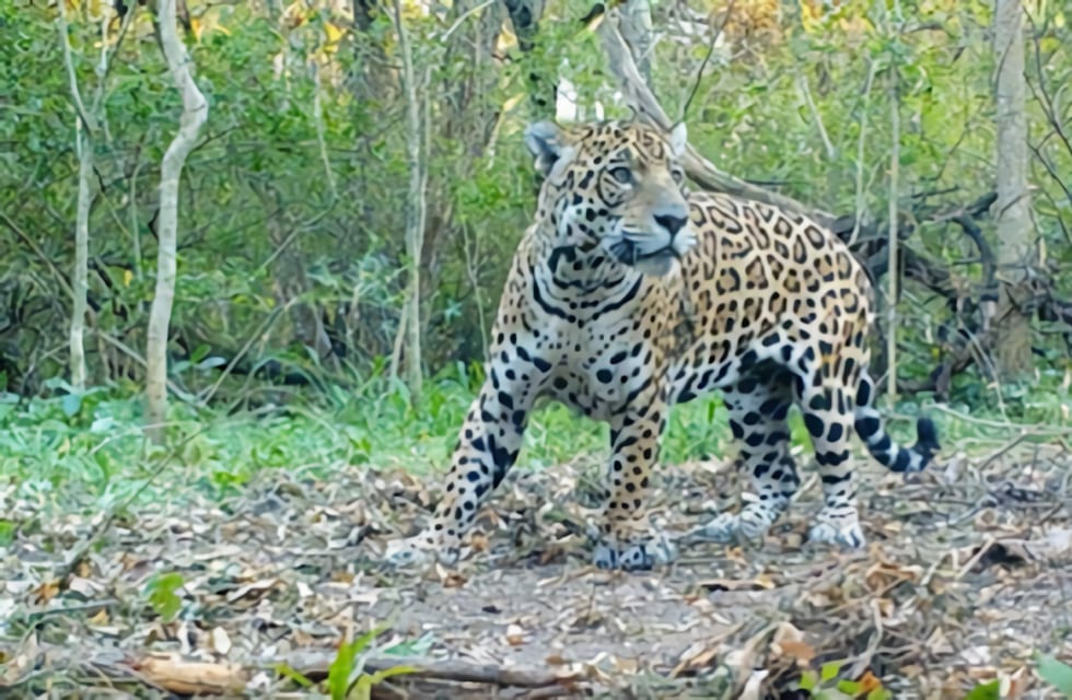 Qaramta, el yaguareté chaqueño, peligra de ser cazado por deambular lejos del Parque Nacional